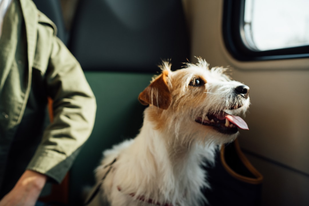 Ultimate Guide to Safe and Stress-Free Travel with Your Pets
